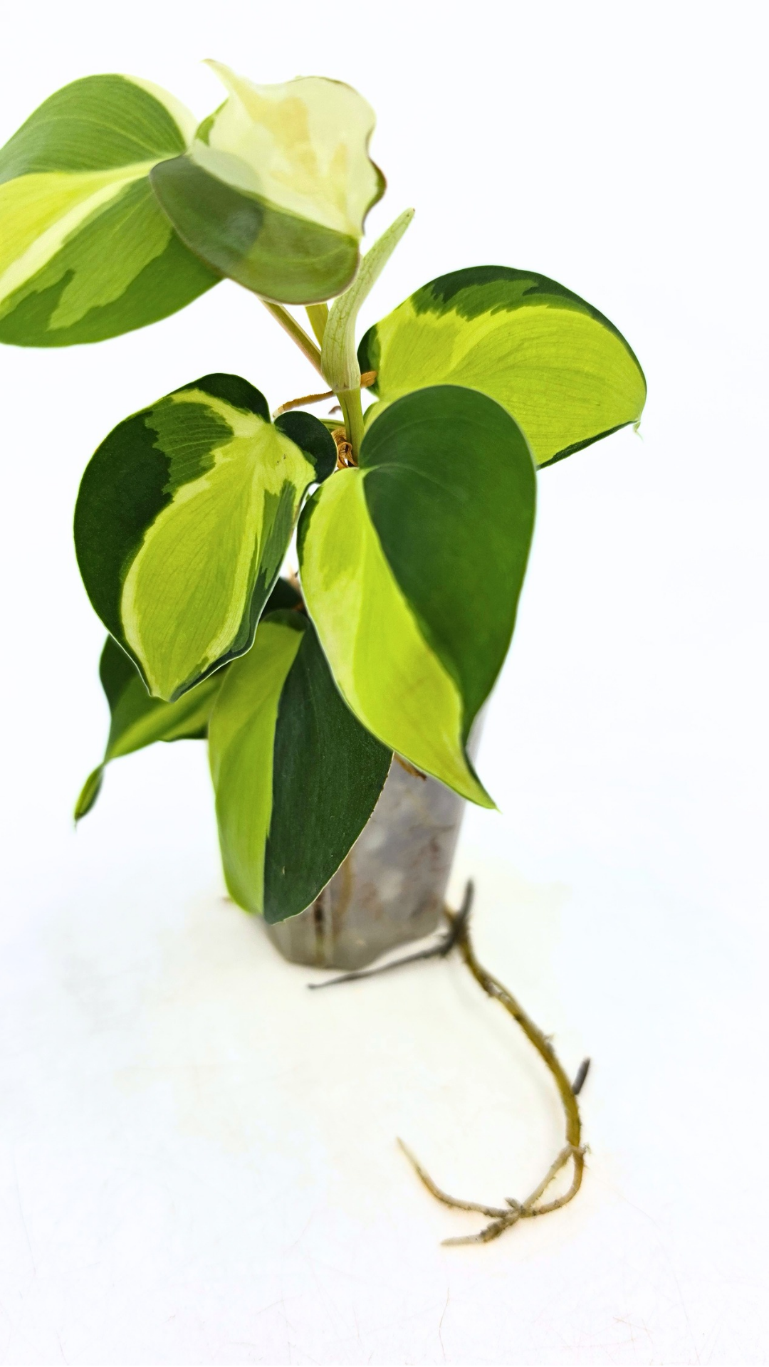 Rare indoor plant Philodendron Cream Splash available at rare plant shop The Leaf Gallery in Perth, Western Australia