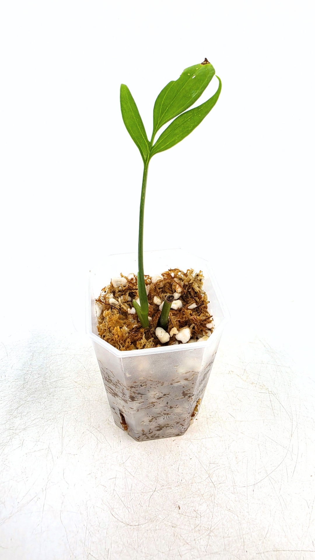 Rare indoor plant Monstera Subpinata available for sale at rare house plant shop The Leaf Gallery in Perth, Western Australia.