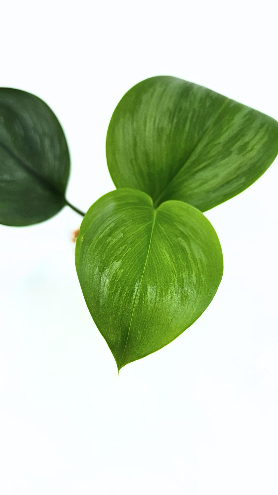 Rare indoor plant Scindapsus Treubii Moonlight available for sale at rare house plant shop The Leaf Gallery in Perth, Western Australia