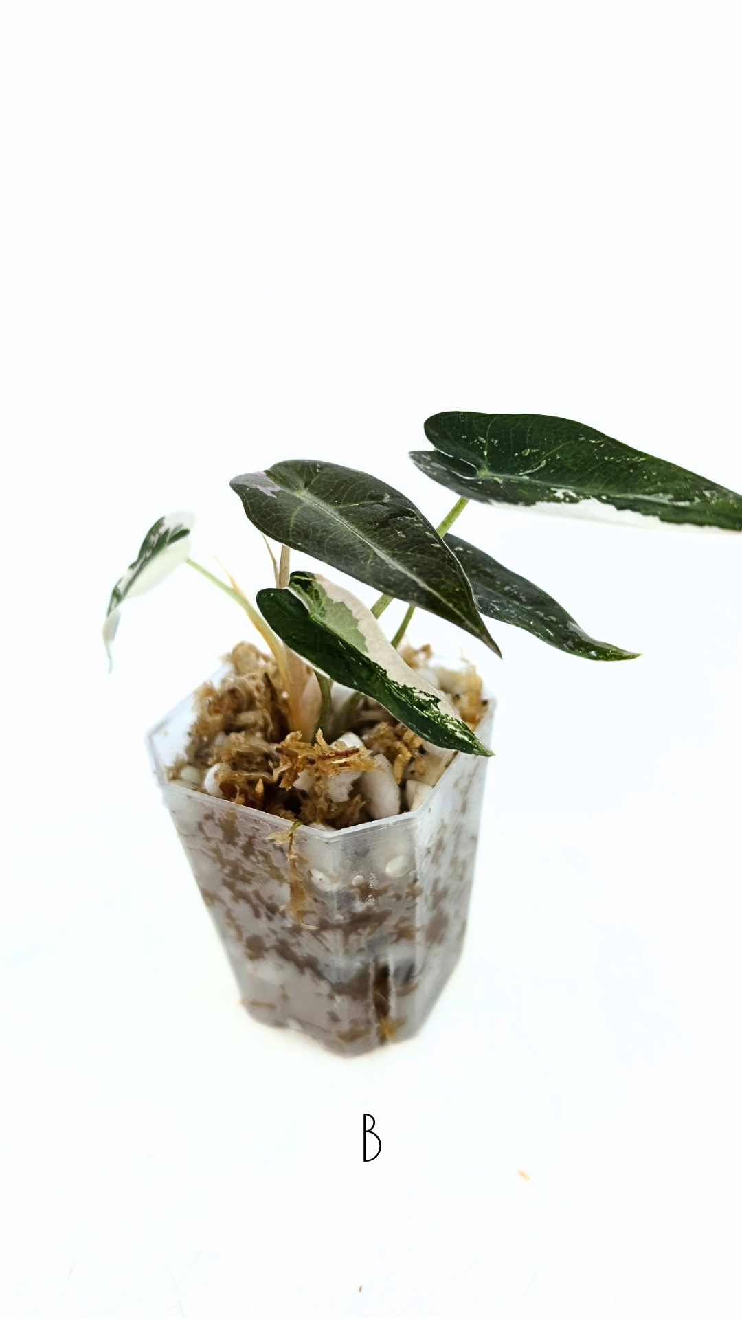 Rare indoor plant Alocasia Amazonica Bambino Pink TC plantlets available for sale at rare houseplant shop The Leaf Gallery in Perth, Western Australia
