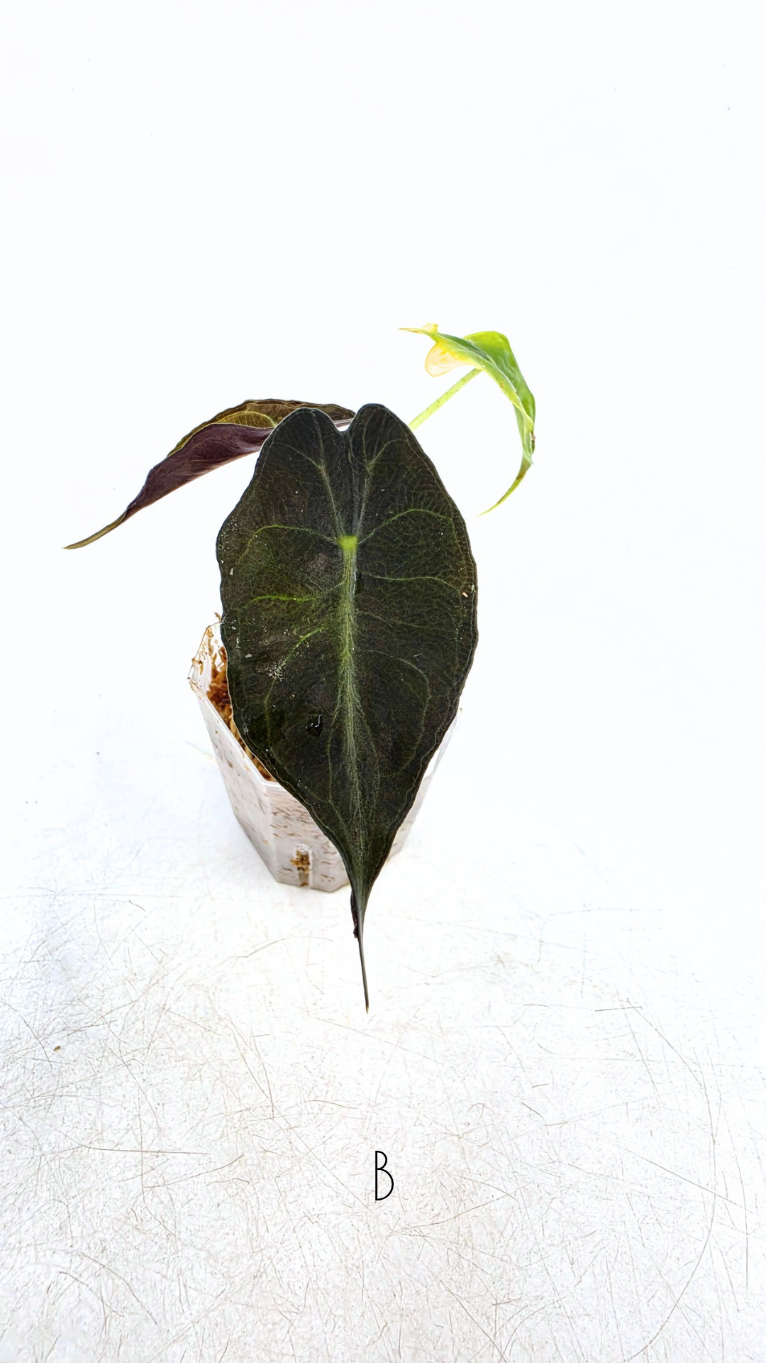 Rare indoor plant Alocasia Venom available for sale at rare house plant shop The Leaf Gallery in Perth, Western Australia.