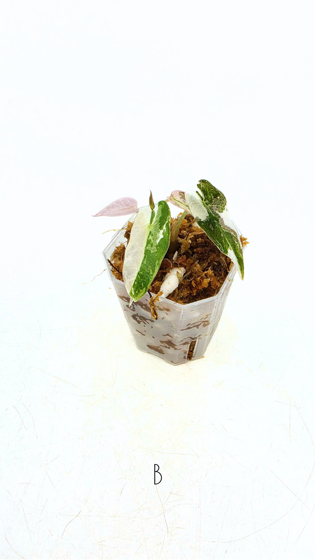 Rare indoor plant Alocasia Amazonica Bambino Pink TC plantlets available for sale at rare houseplant shop The Leaf Gallery in Perth, Western Australia