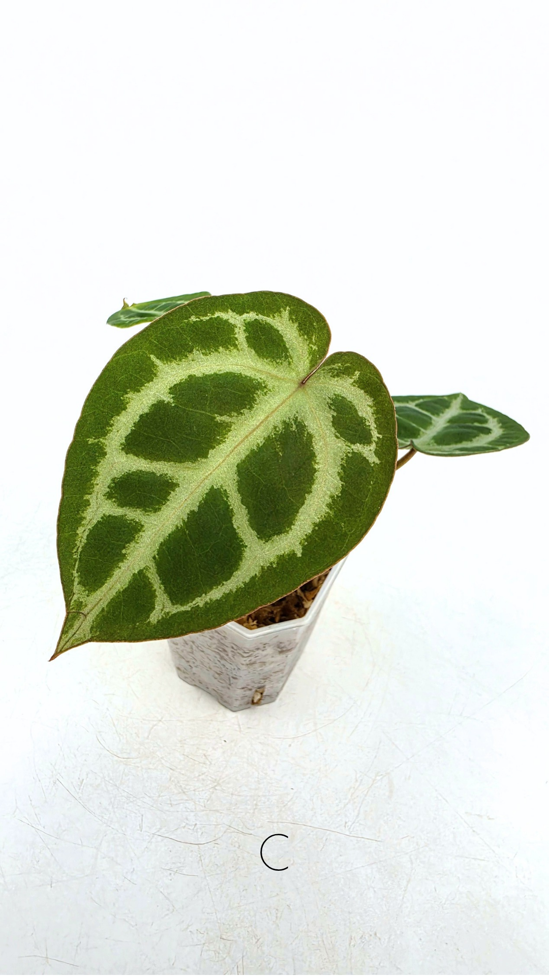 Rare anthurium hybrid Anthurium red dorayaki mutation with Anthurium Michelle by The Leaf Gallery in Perth, Western Australia