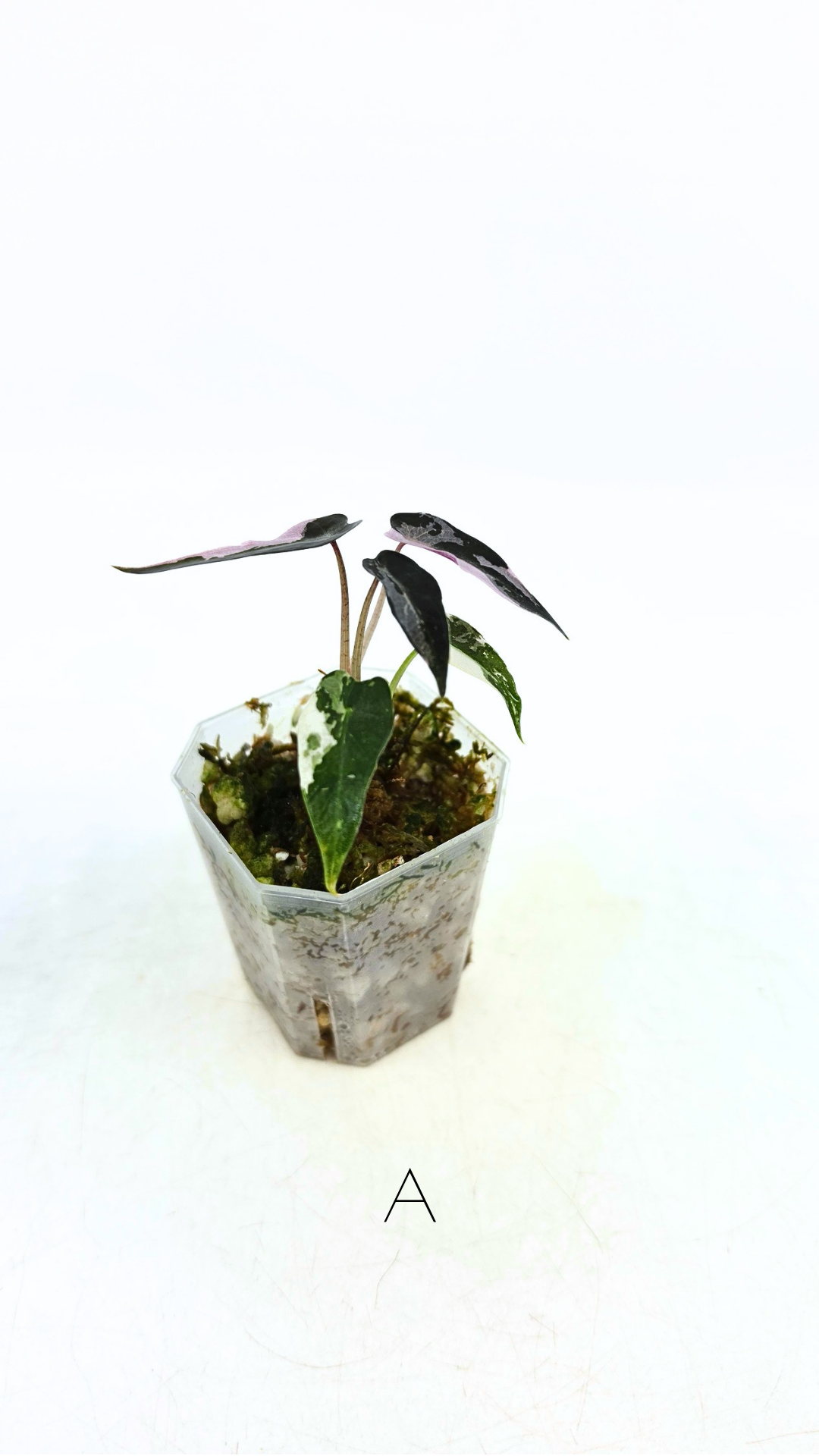 Rare indoor plant Alocasia Amazonica Bambino Pink TC plantlets available for sale at rare houseplant shop The Leaf Gallery in Perth, Western Australia