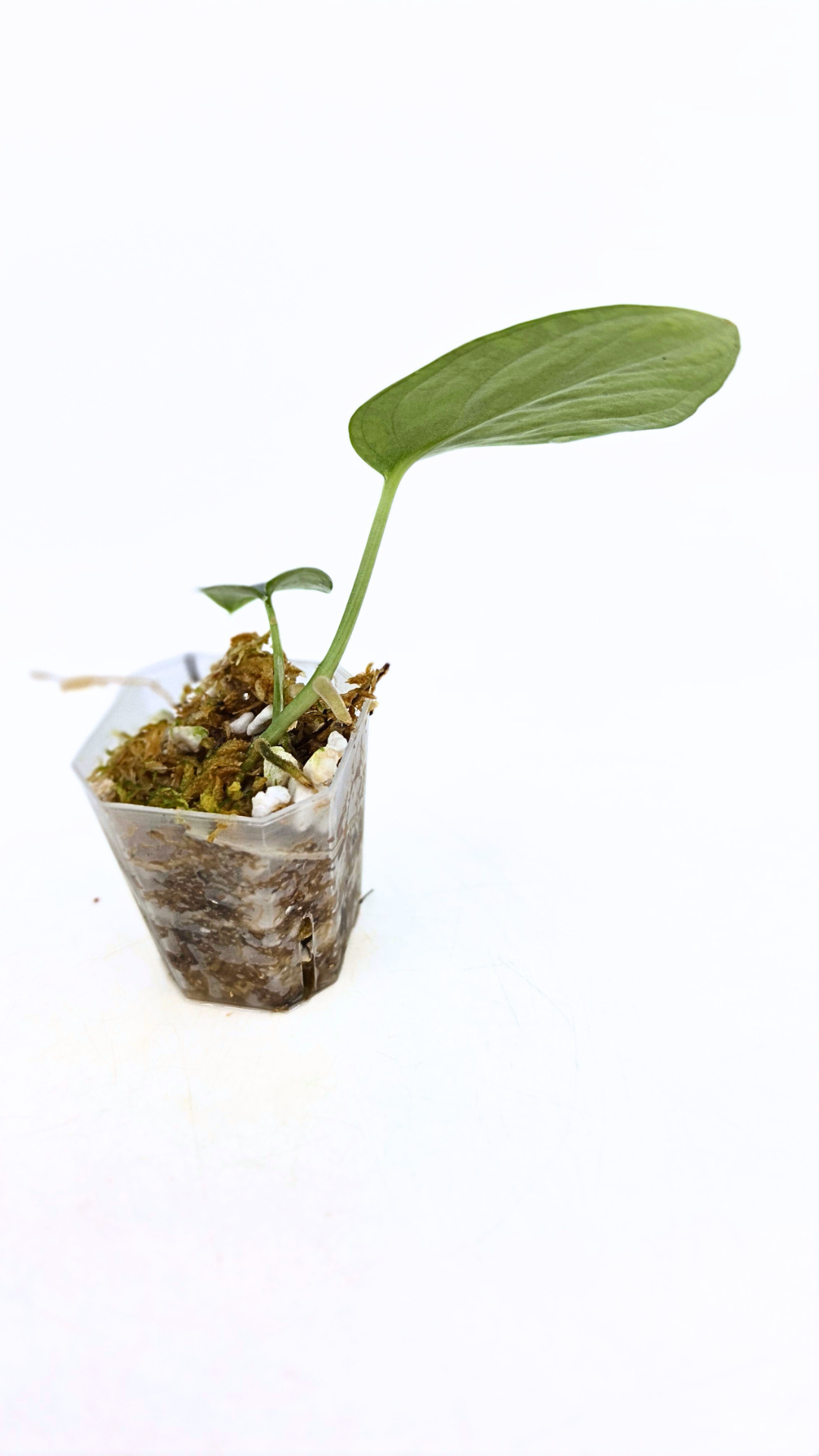 Rare indoor plant Scindapsus Silver Tricolour available for sale at rare house plant shop The Leaf Gallery in Perth, Western Australia