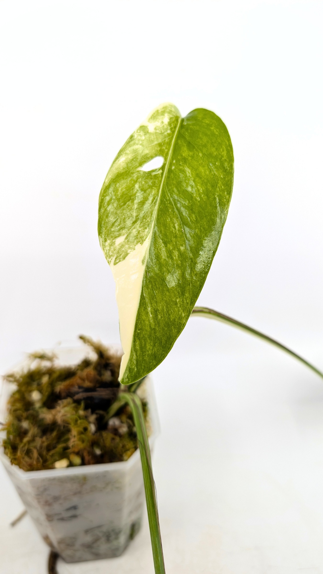 Rare plant Epipremnum Pinnatum Varigated available for sale at rare plant shop The Leaf Gallery in Perth, Western Australia