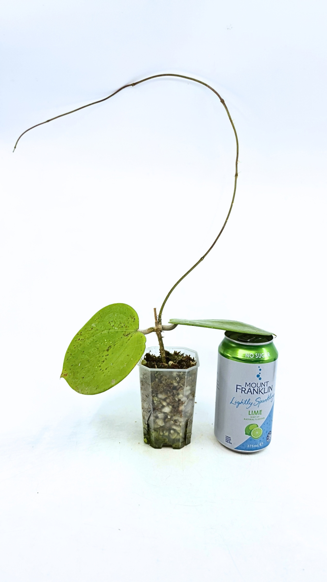 Rare waxplant Hoya Balaensis available for sale at rare indoor plant shop The Leaf Gallery in Perth, Western Australia