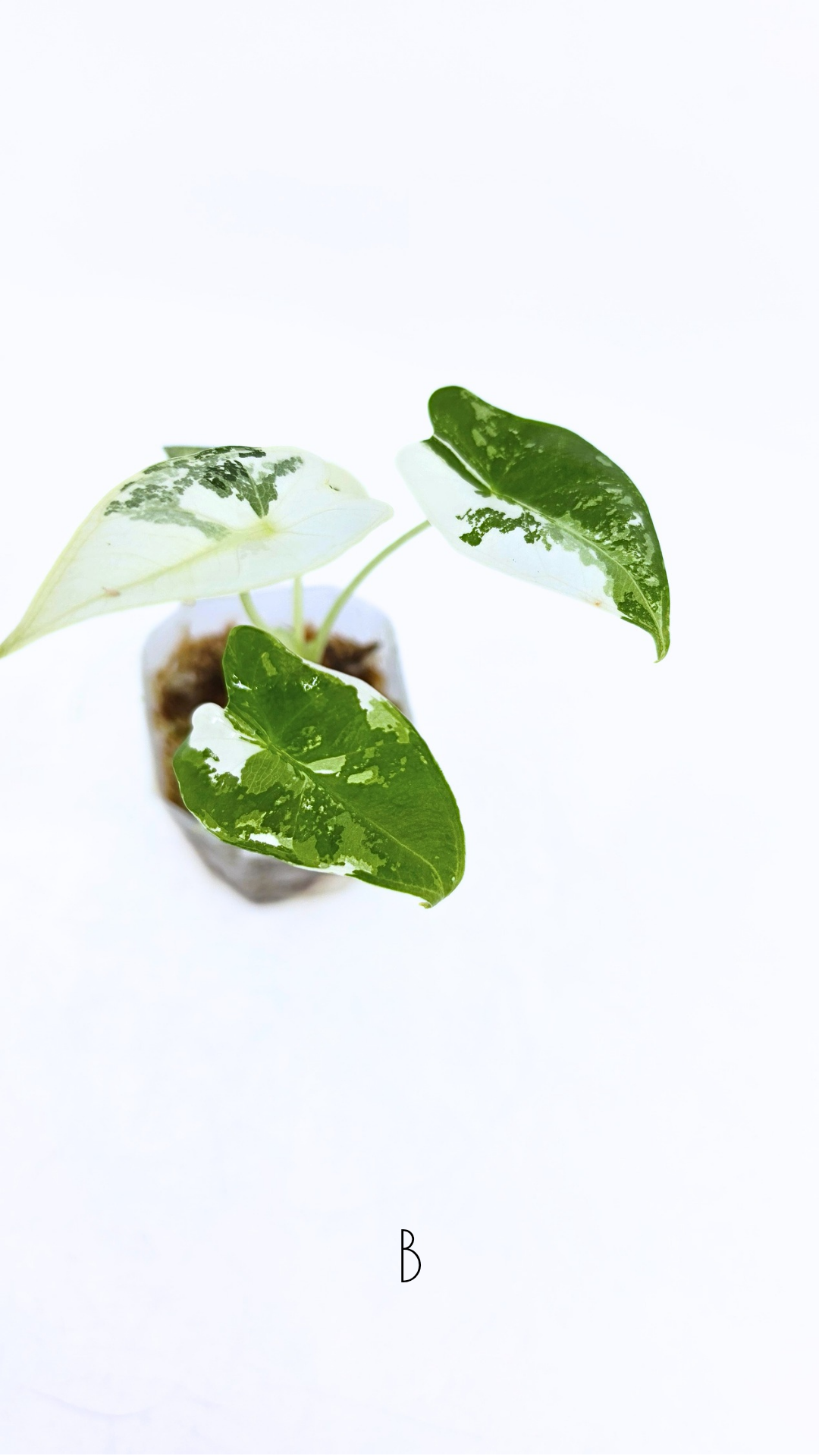 Rare indoor plant Alocasia Frydek Variegated available for sale at rare house plant shop The Leaf Gallery in Perth, Western Australia