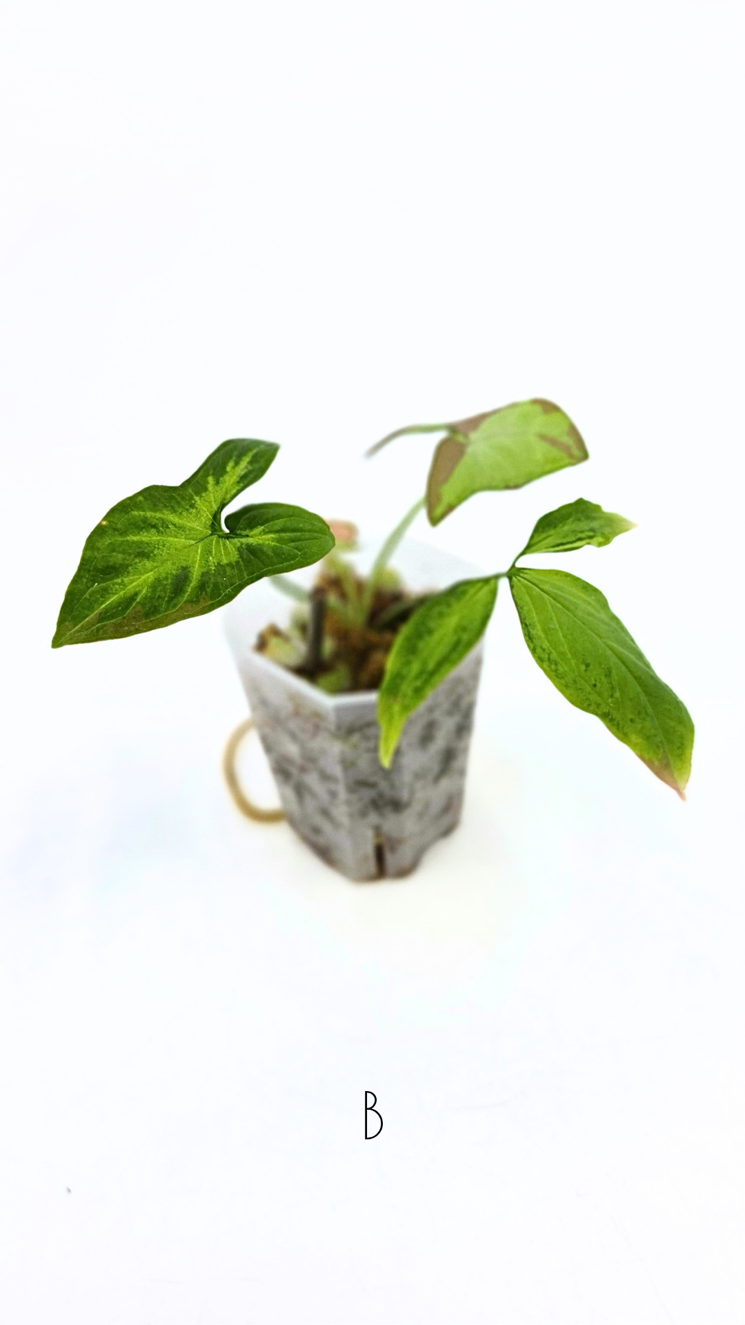 Rare indoor plant Syngonium Redspot Tricolour available for sale at The Leaf Gallery in Perth, Western Australia