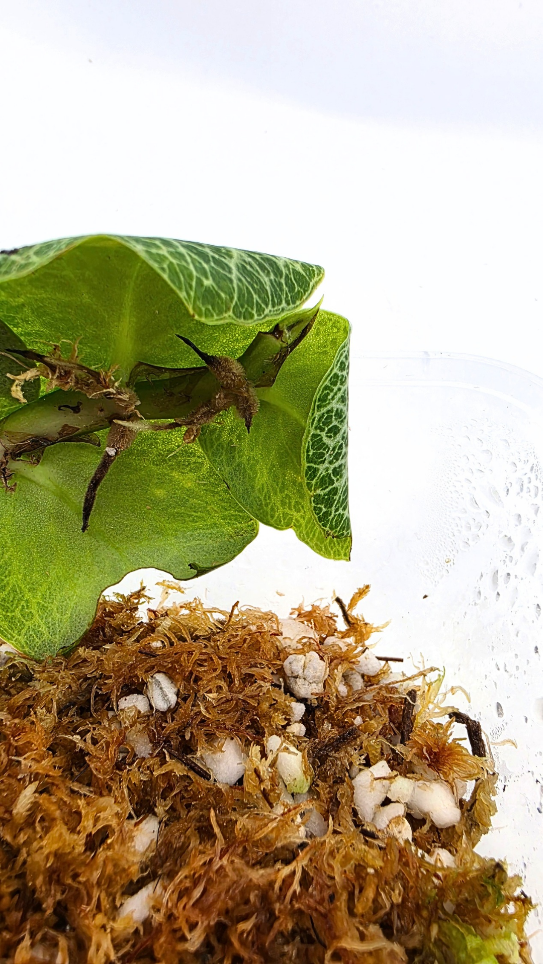 Rare indoor singgling house plant Raphidophora Cryptantha by rare plant shop The Leaf Gallery in Perth, Western Australia