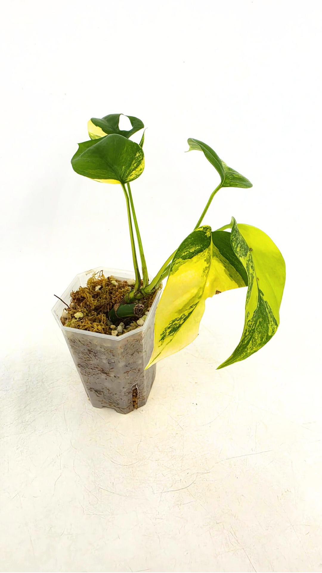 Rare indoor plant Raphidophora Tetrasperma Aurea for sale by rare plant shop The Leaf Gallery in Perth