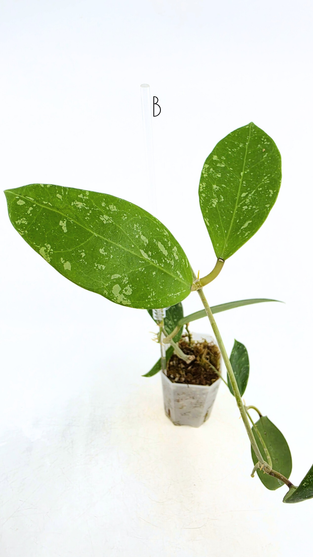 Single plants upload_20251208_171351_0001.png