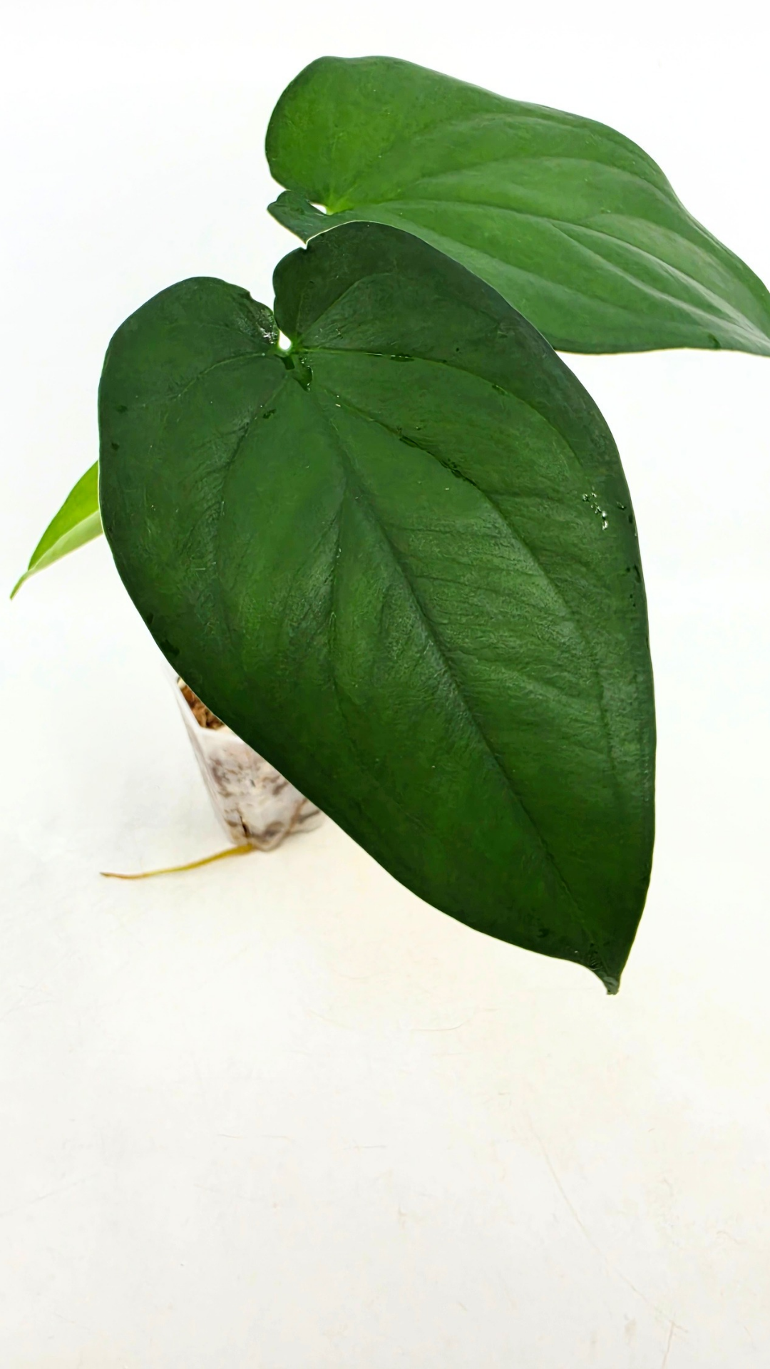 Rare indoor plant Syngonium Chiapense  available from rare houseplant shop The Leaf Gallery in Perth, Western Australia