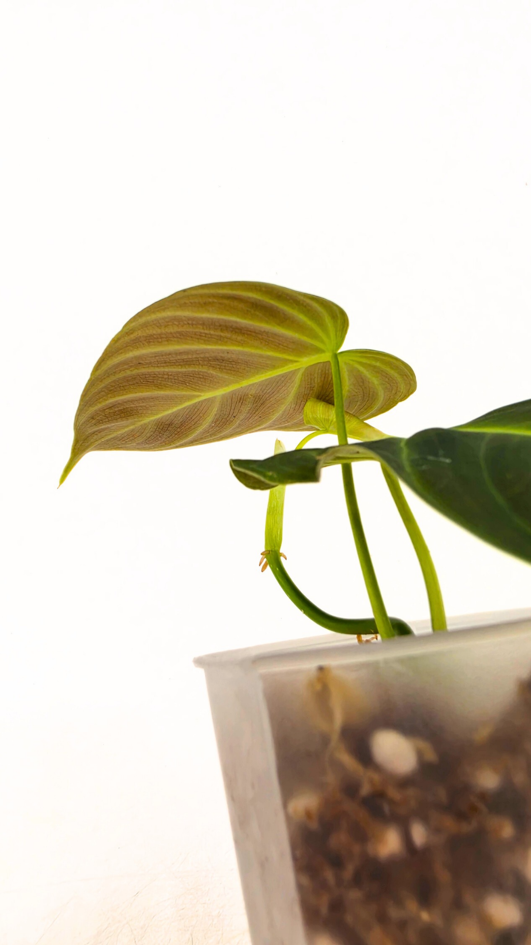 Uncommon indoor plant Philodendron Splendid available for sale at rare house plant shop The Leaf Gallery in Perth, Western Australia