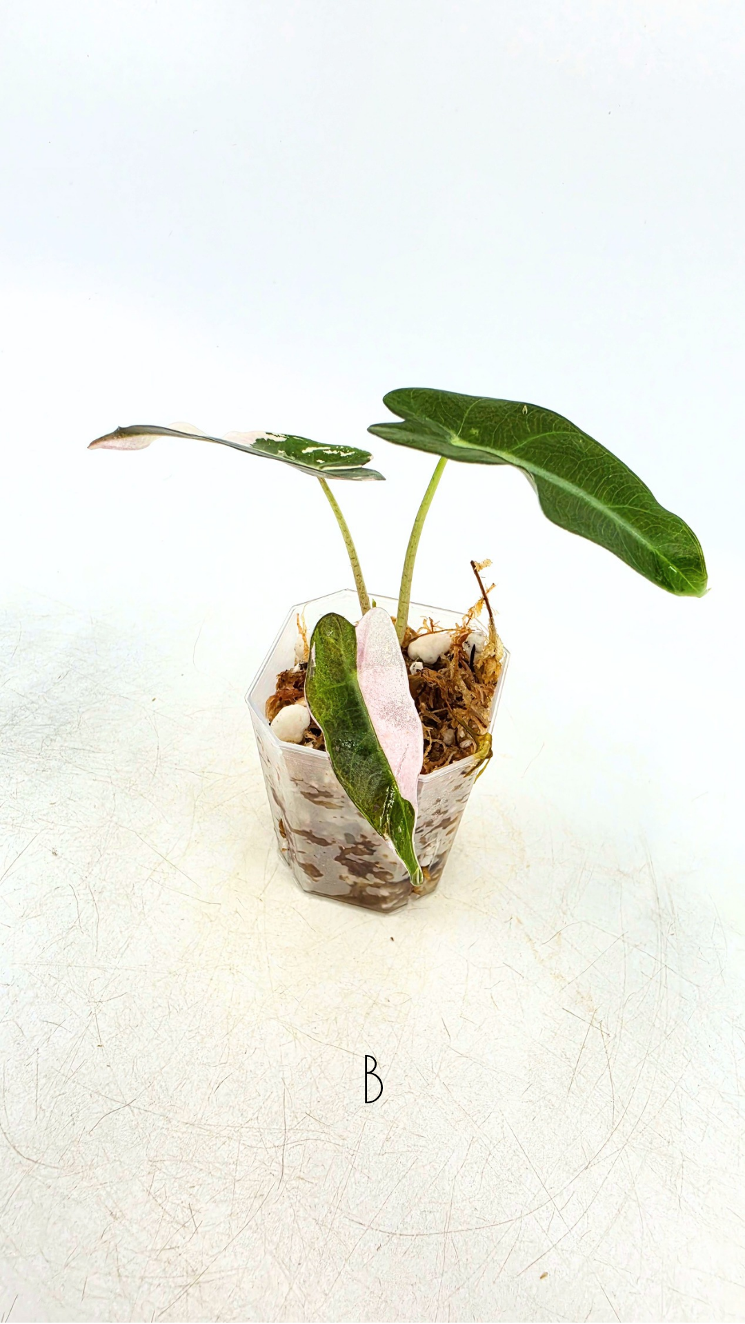 Rare indoor plant Alocasia Amazonica Bambino Pink TC plantlets available for sale at rare houseplant shop The Leaf Gallery in Perth, Western Australia