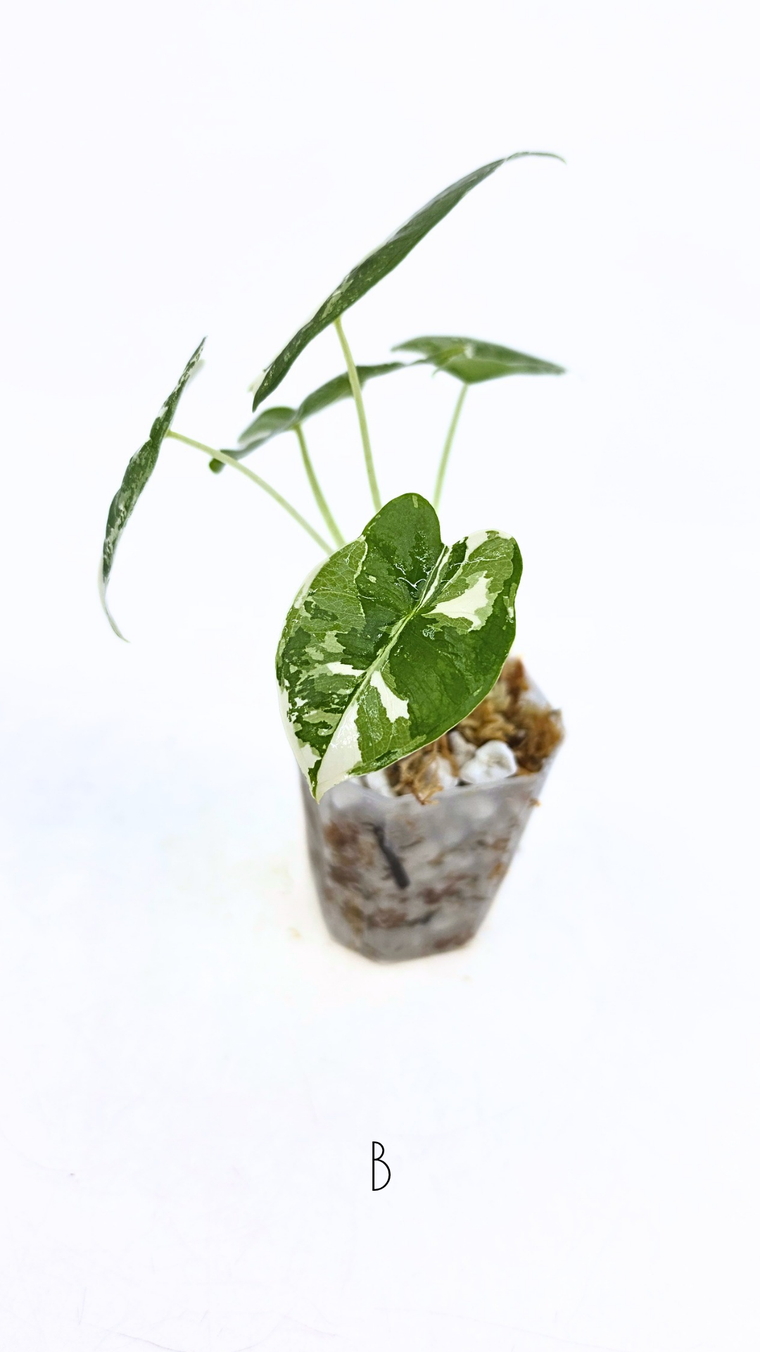 Rare indoor plant Alocasia Frydek Variegated available for sale at rare house plant shop The Leaf Gallery in Perth, Western Australia