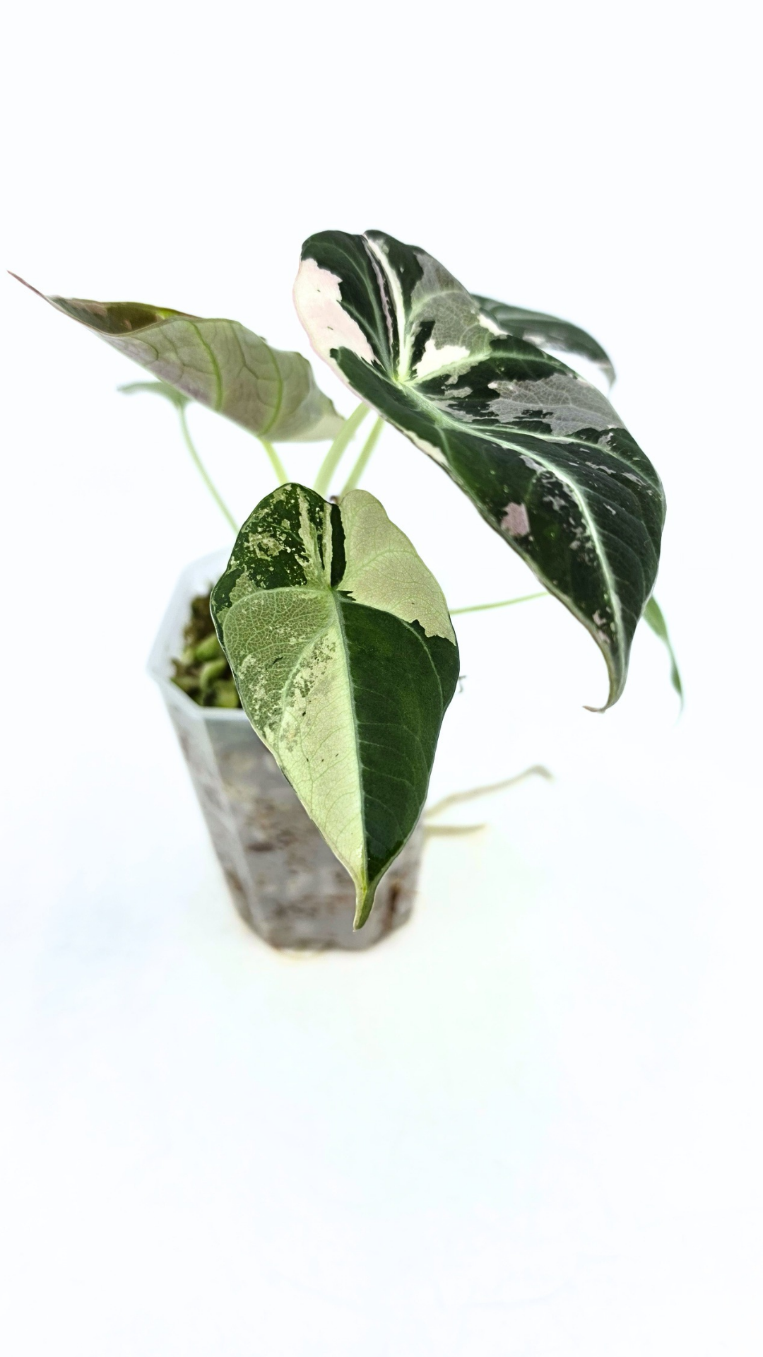 Rare indoor plant Alocasia Black Velvet Pink Variegated available for sale from rare house plant shop The Leaf Gallery in Perth, Western Australia