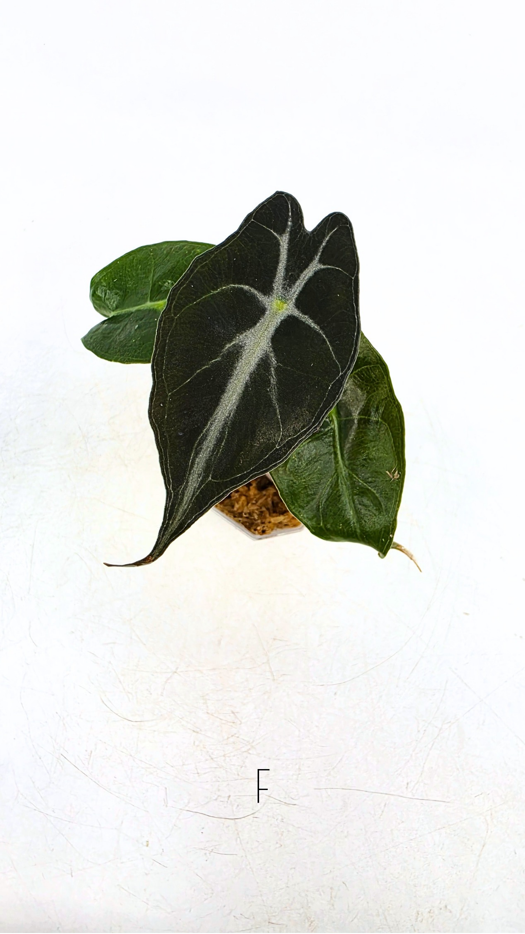 Rare indoor plant Alocasia Venom available for sale at rare house plant shop The Leaf Gallery in Perth, Western Australia.