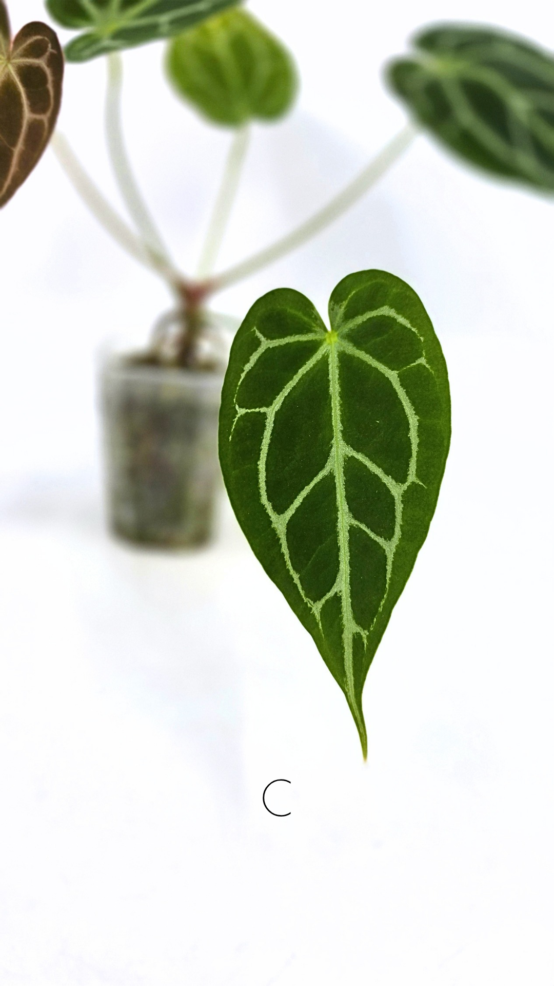 Rare anthurium hybrid Anthurium Dark Forgetii x Bessae Aff X Anthurium Michelle by The Leaf Gallery in Perth, Western Australia