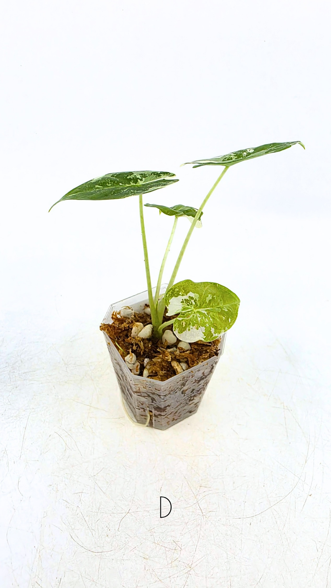 Rare indoor plant Alocasia Frydek Variegated available for sale at rare house plant shop The Leaf Gallery in Perth, Western Australia