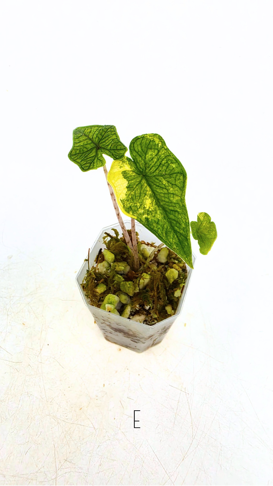 Rare indoor plant Alocasia Jacklyn Variegated available for sale at rare house plant shop The Leaf Gallery in Perth, Western Australia.