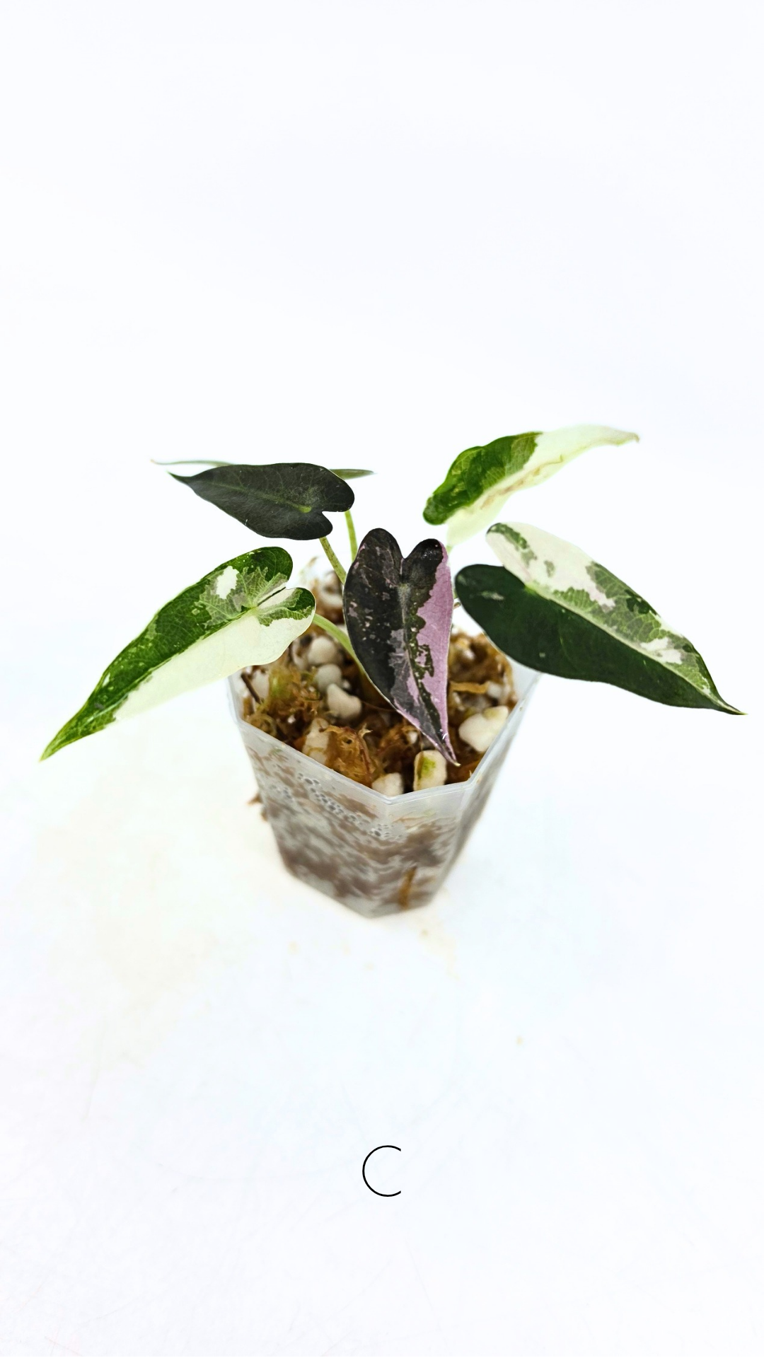 Rare indoor plant Alocasia Amazonica Bambino Pink TC plantlets available for sale at rare houseplant shop The Leaf Gallery in Perth, Western Australia