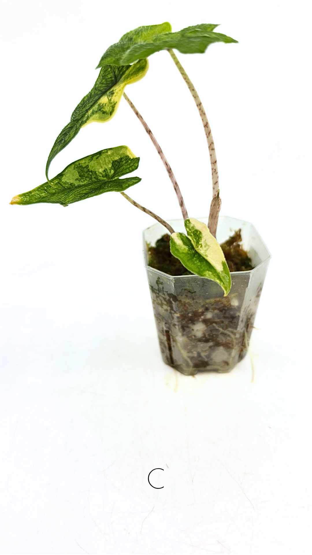 Rare indoor plant Alocasia Jacklyn Variegated available for sale at rare house plant shop The Leaf Gallery in Perth, Western Australia.