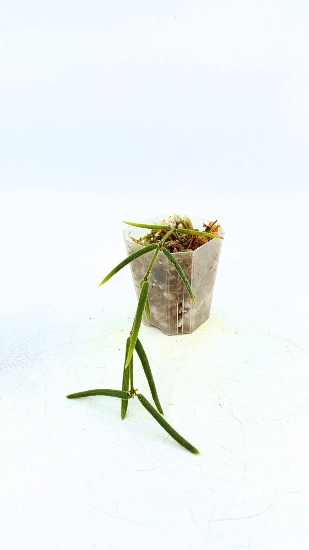 Rare waxplant Hoya Linearis available for sale at rare indoor plant shop The Leaf Gallery in Perth, Western Australia