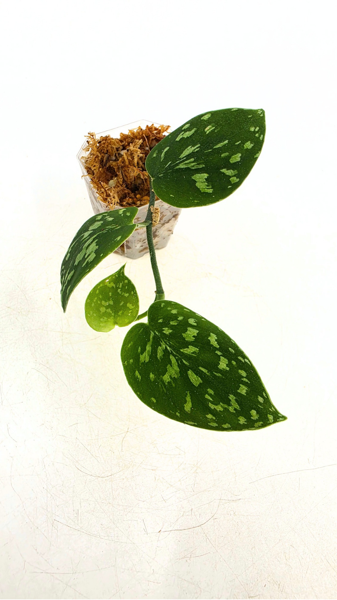 Rare indoor plant Scindapsus Pictus Haask Snake Scale Available for sale at rare plant shop The Leaf Gallery in Perth, Western Australia