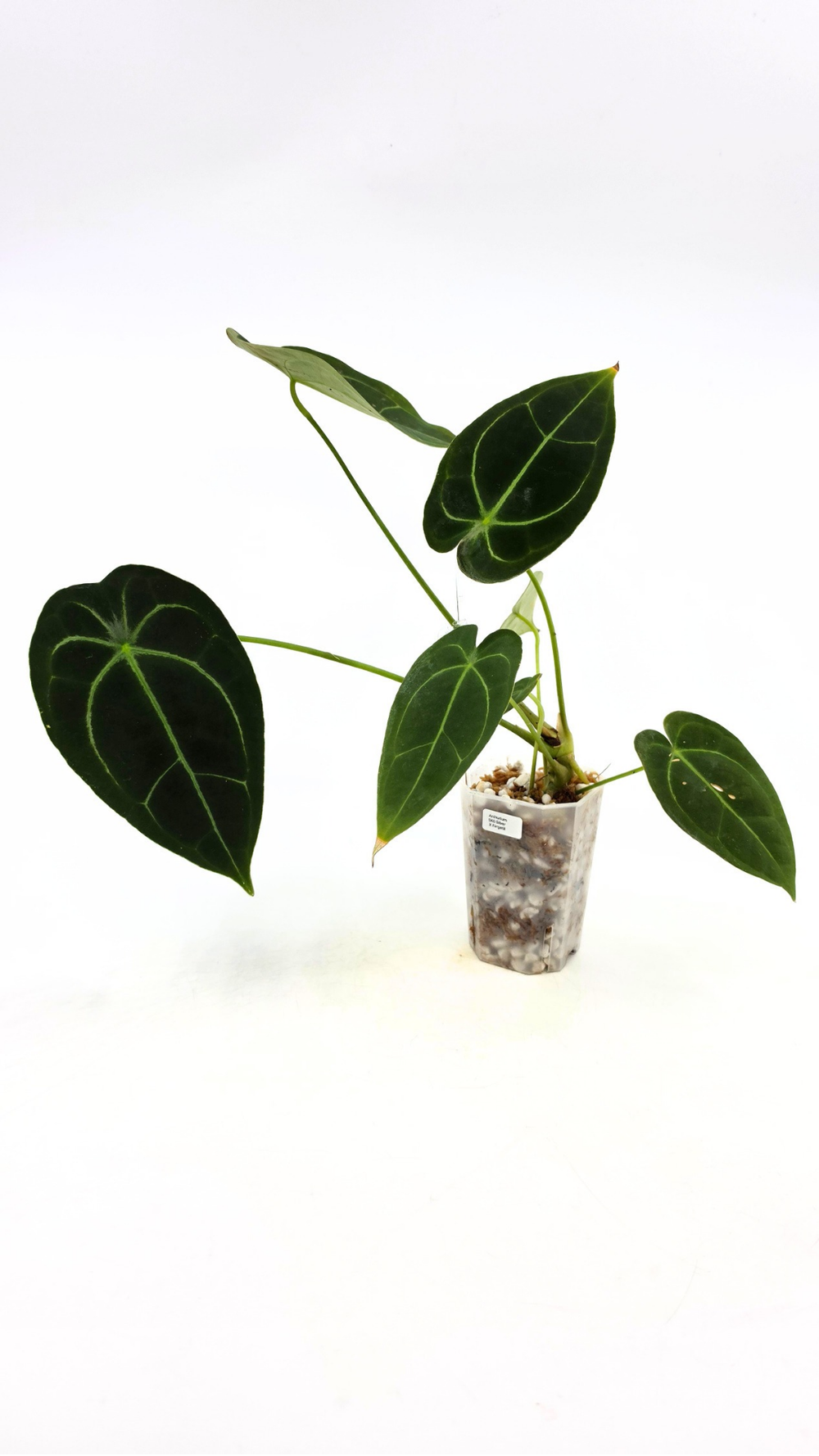 Anthurium SKG Silver X Forgetii — The Leaf Gallery