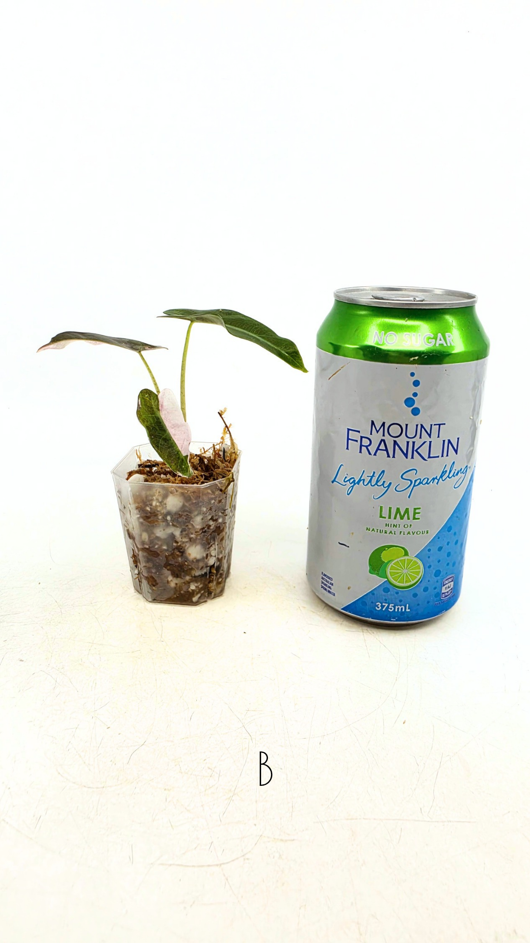 Rare indoor plant Alocasia Amazonica Bambino Pink TC plantlets available for sale at rare houseplant shop The Leaf Gallery in Perth, Western Australia