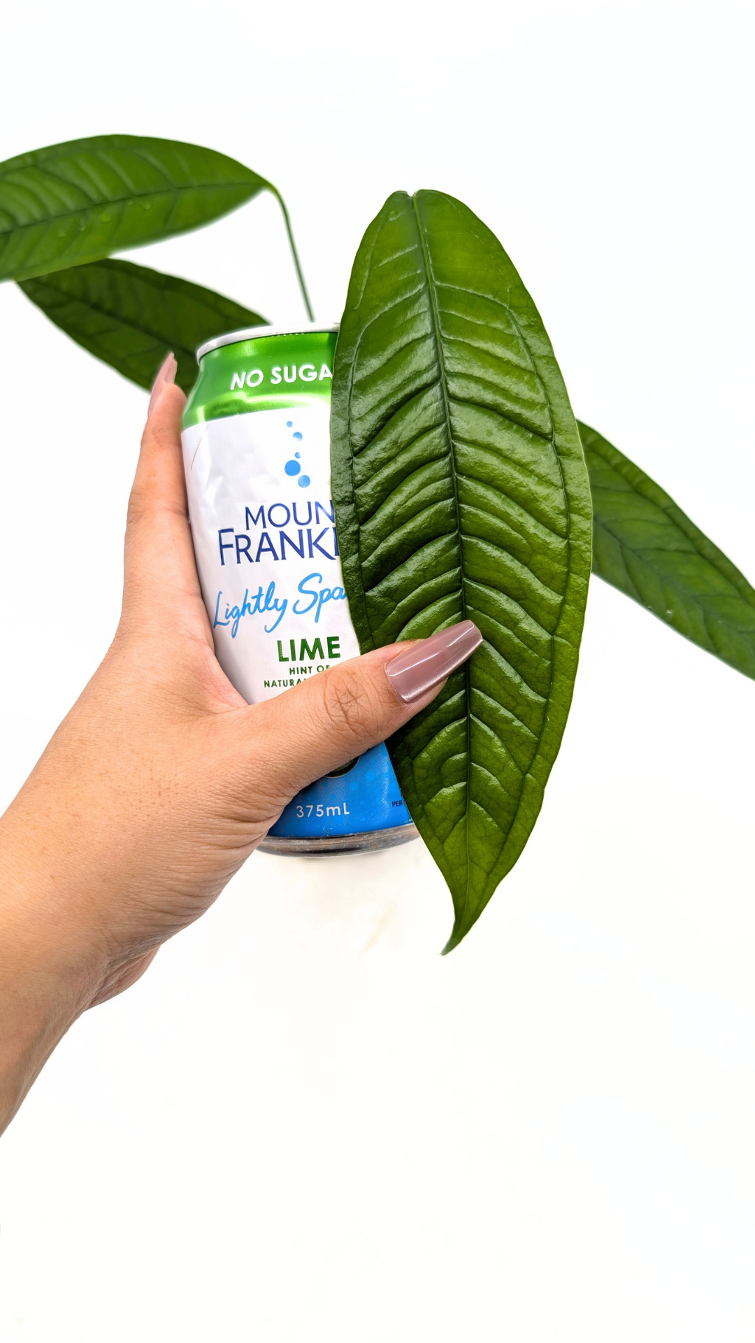 Rare indoor plant Anthurium Moonenii available for sale at rare house plant shop The Leaf Gallery in Perth, Western Australia