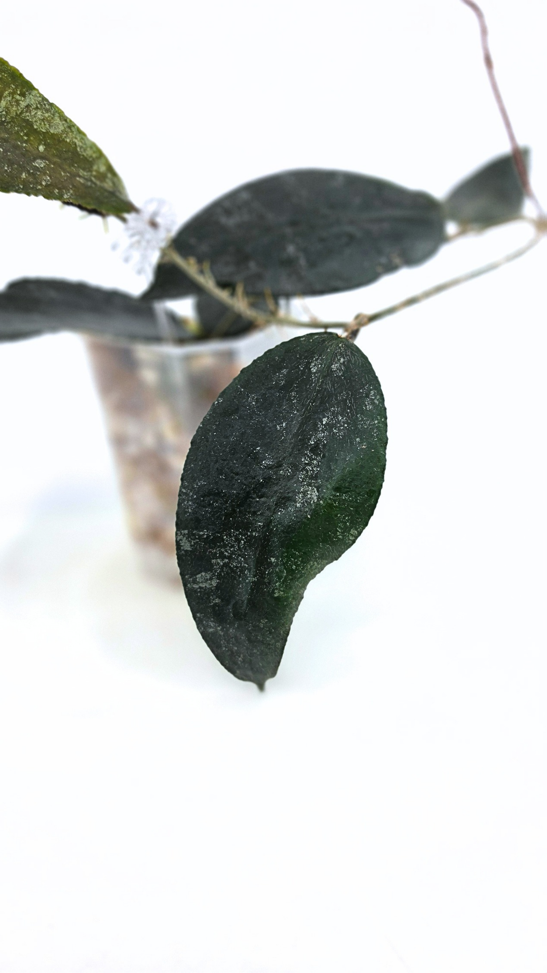 Rare Hoya Caudata Sumatra available for sale by rare indoor plant shop The Leaf Gallery in Perth, Western Australia