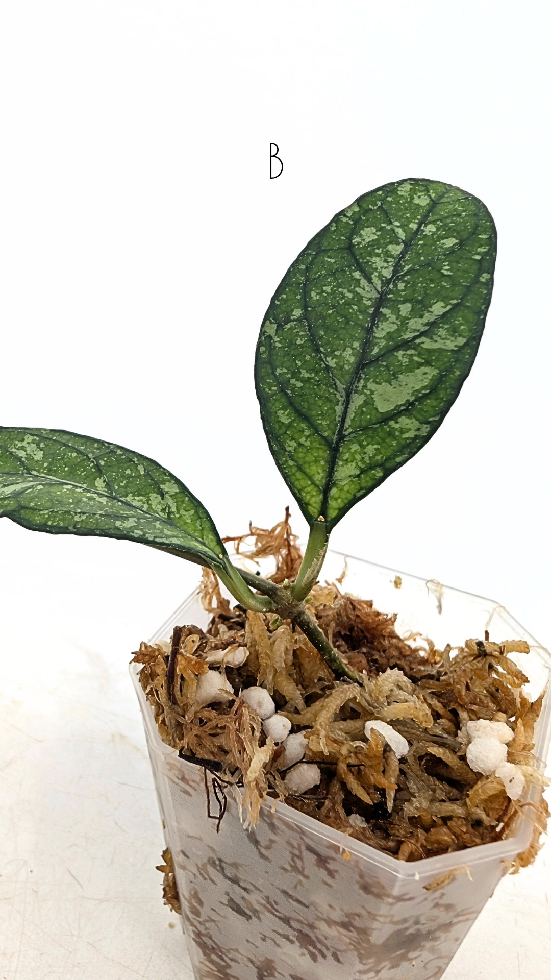 Rare Hoya Crassipetiolata Splash available for sale at rare plant shop The Leaf Gallery in Perth, Western Australia
