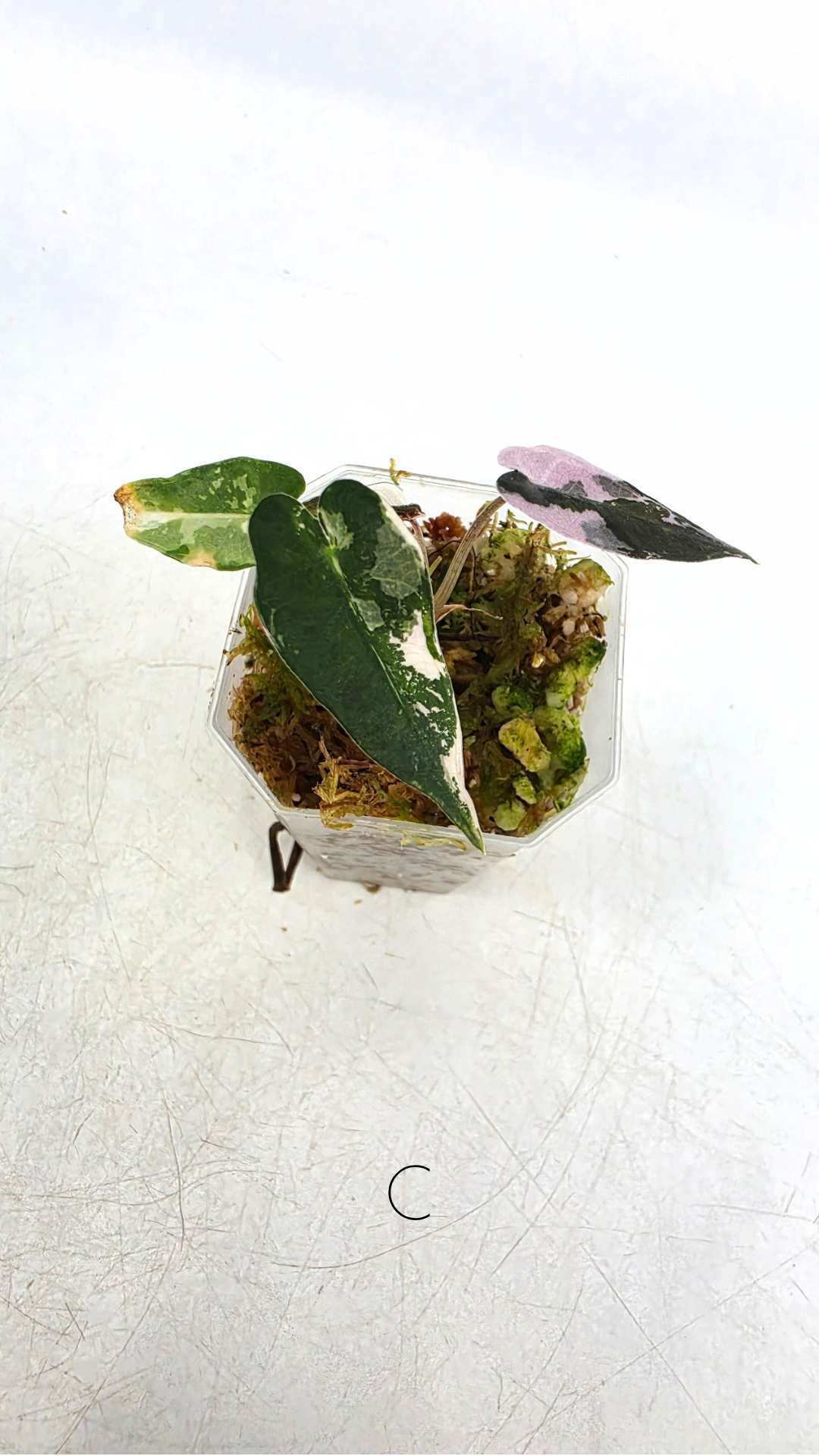 Rare indoor plant Alocasia Amazonica Bambino Pink TC plantlets available for sale at rare houseplant shop The Leaf Gallery in Perth, Western Australia