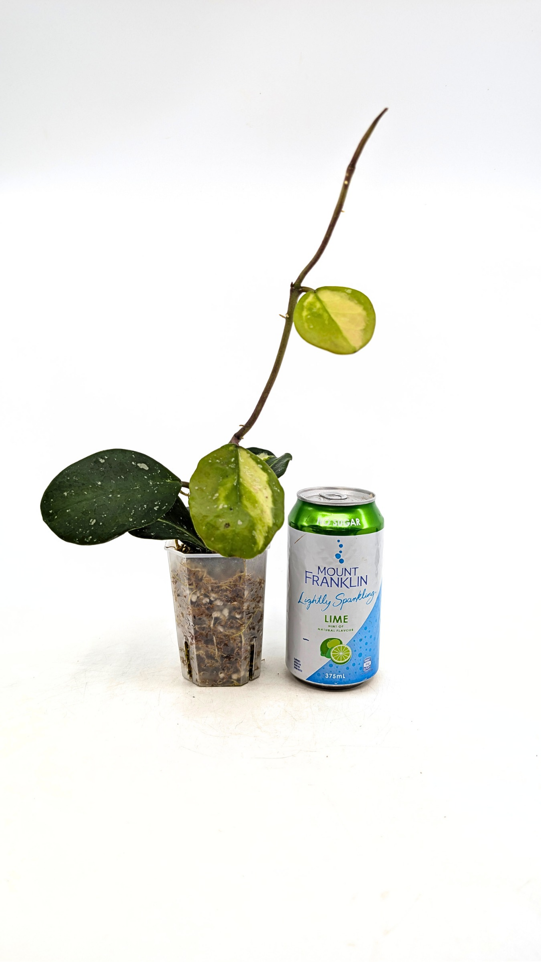 Rare waxplant Hoya Obavata Splash Variegated available for sale at rare indoor plant shop The Leaf Gallery in Perth, Western Australia.