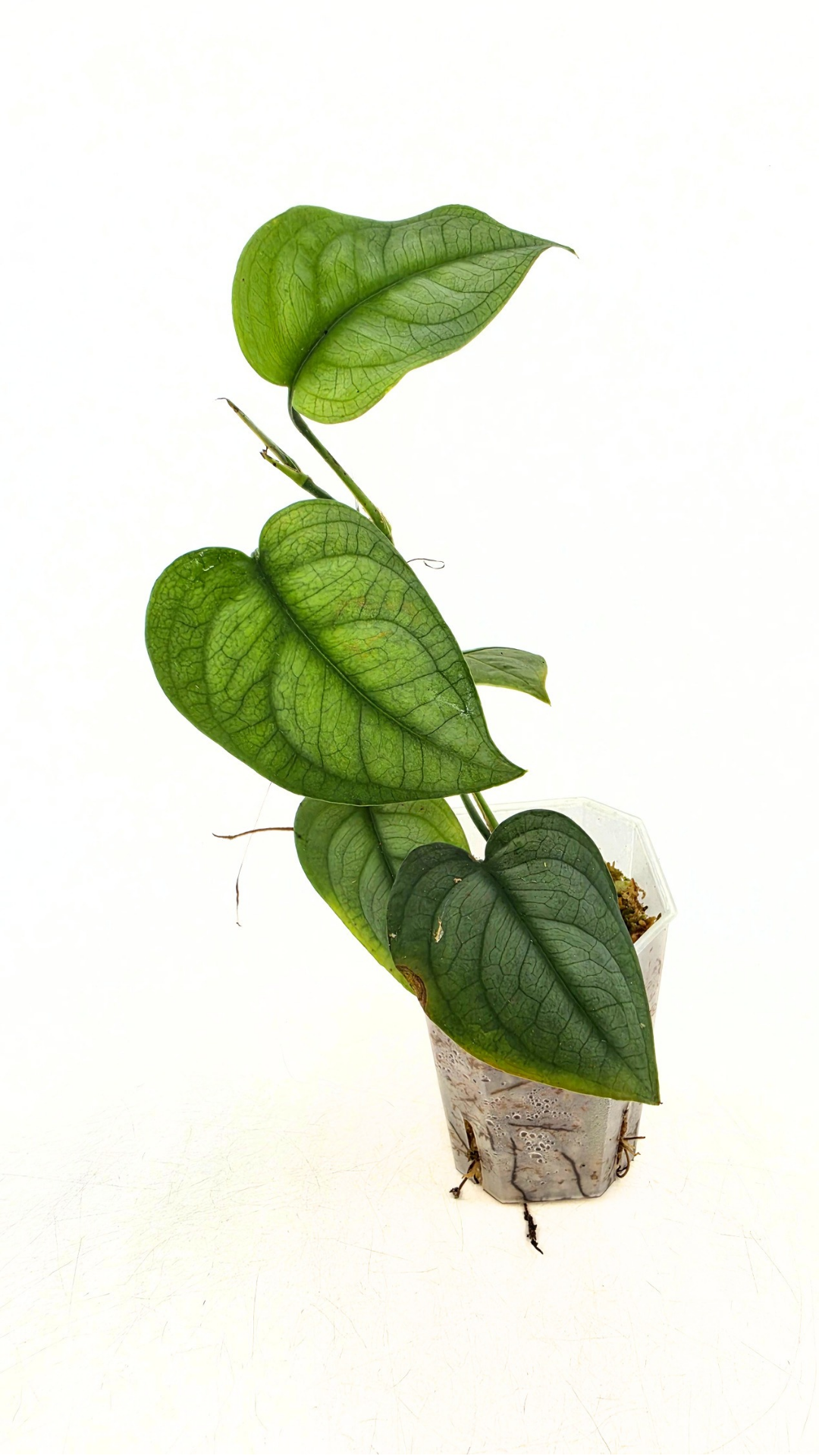 Rare plant Anadendrum Affine often mislabeled as rare Scindapsus Lucens available at rare plant shop The Leaf Gallery in Perth, Western Australia
