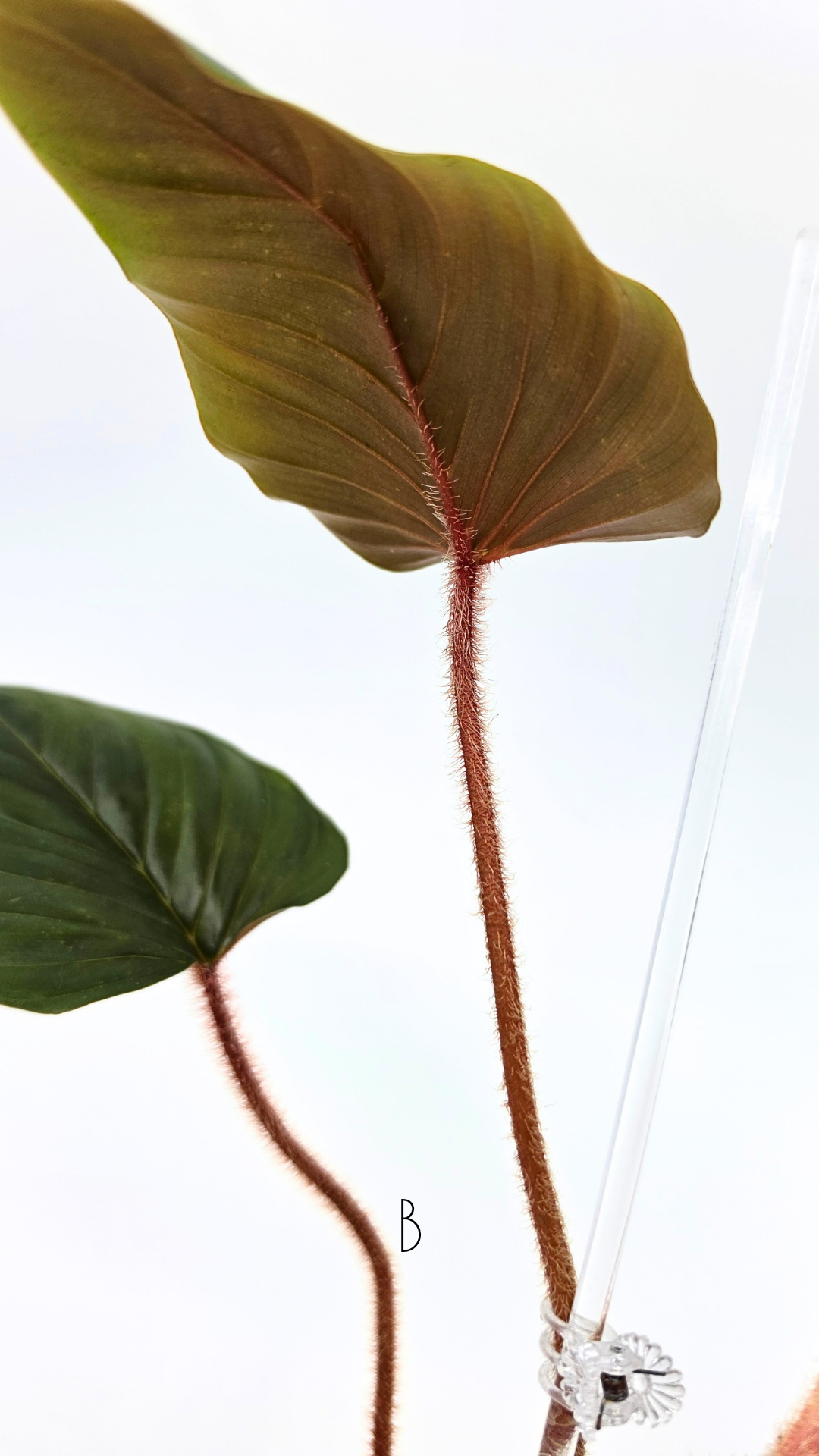 Rare plant philodendron squamicaule pink available at rare plant shop The Leaf Gallery in Perth, Western Australia