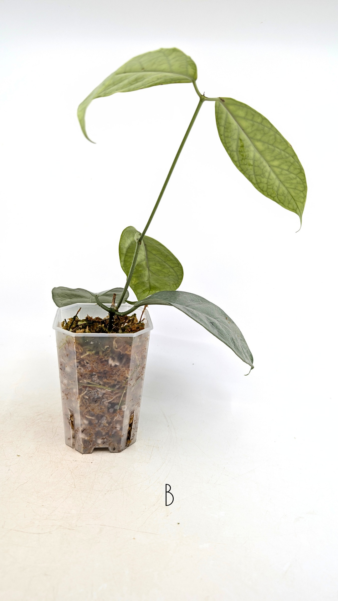 Rare waxplant Hoya Coriacea Silver available for sale at rare indoor plant shop The Leaf Gallery in Perth, Western Australia