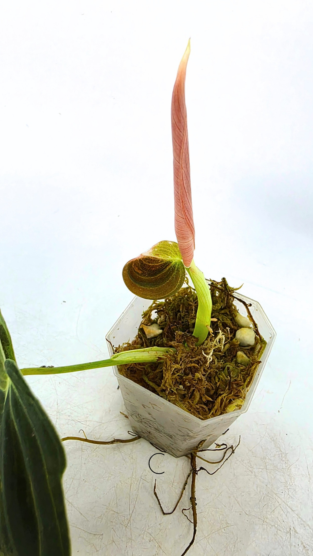 Rare plant Philodendron Melanochrysum Varigated available for sale at rare plant shop The Leaf Gallery in Perth, Western Australia