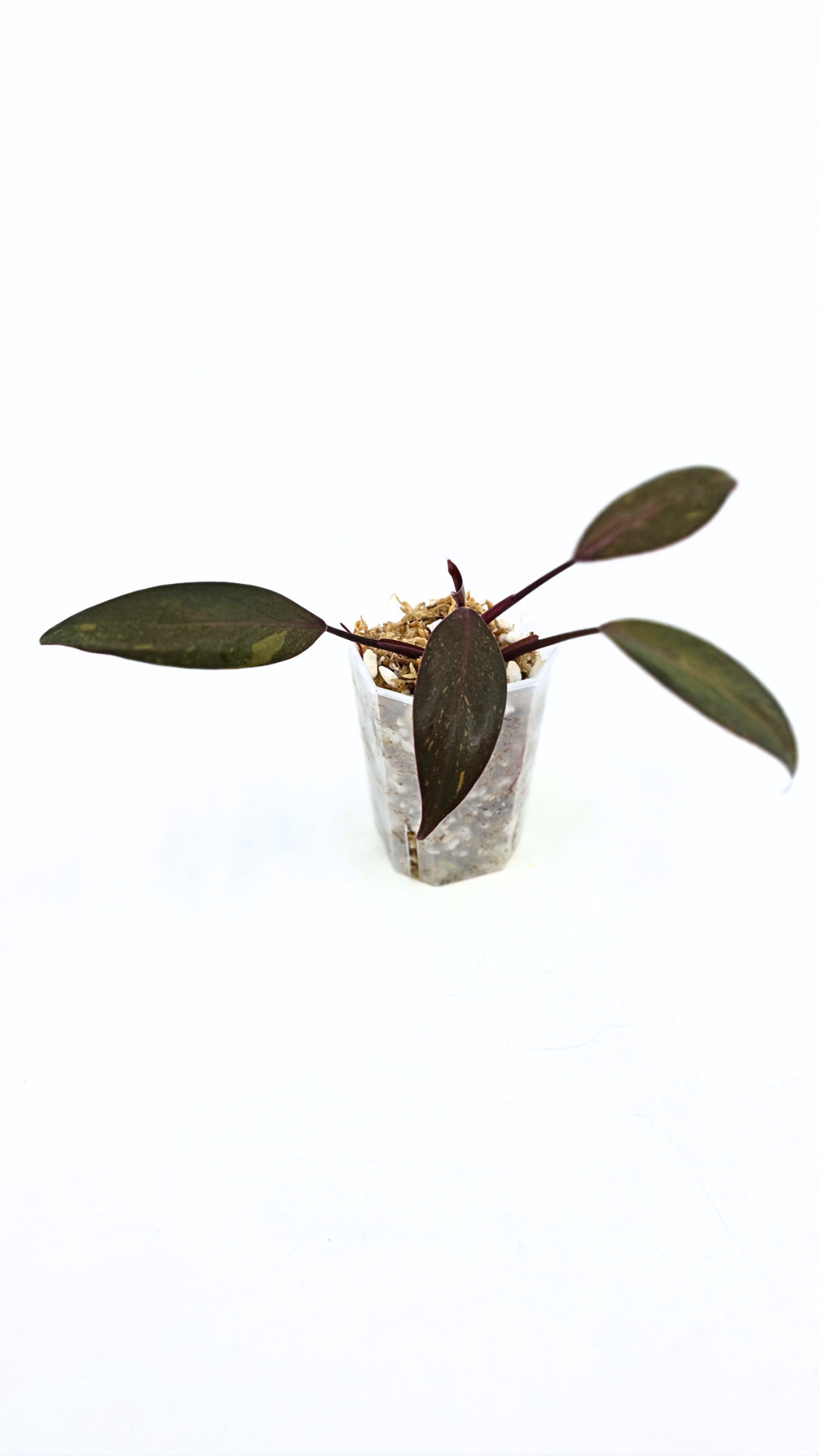 Rare indoor plant Philodendron Orange Princess Varigated available for sale at rare plant shop The Leaf Gallery in Perth, Western Australia