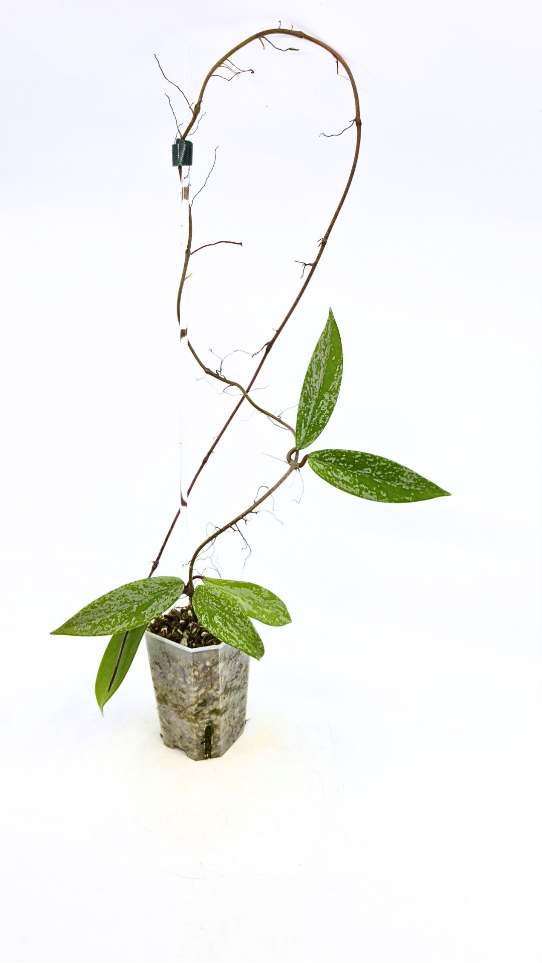 Rare waxplant Hoya Pubicalyx Pink Silver Ghost available for sale at rare indoor plant shop The Leaf Gallery in Perth, Western Australia