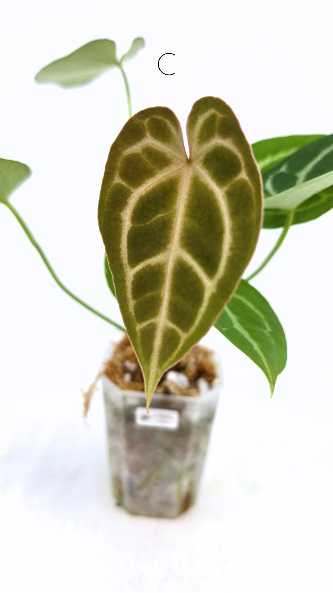 Rare anthurium hybrid Anthurium Dark Forgetii x Bessae Aff X Anthurium Michelle by The Leaf Gallery in Perth, Western Australia