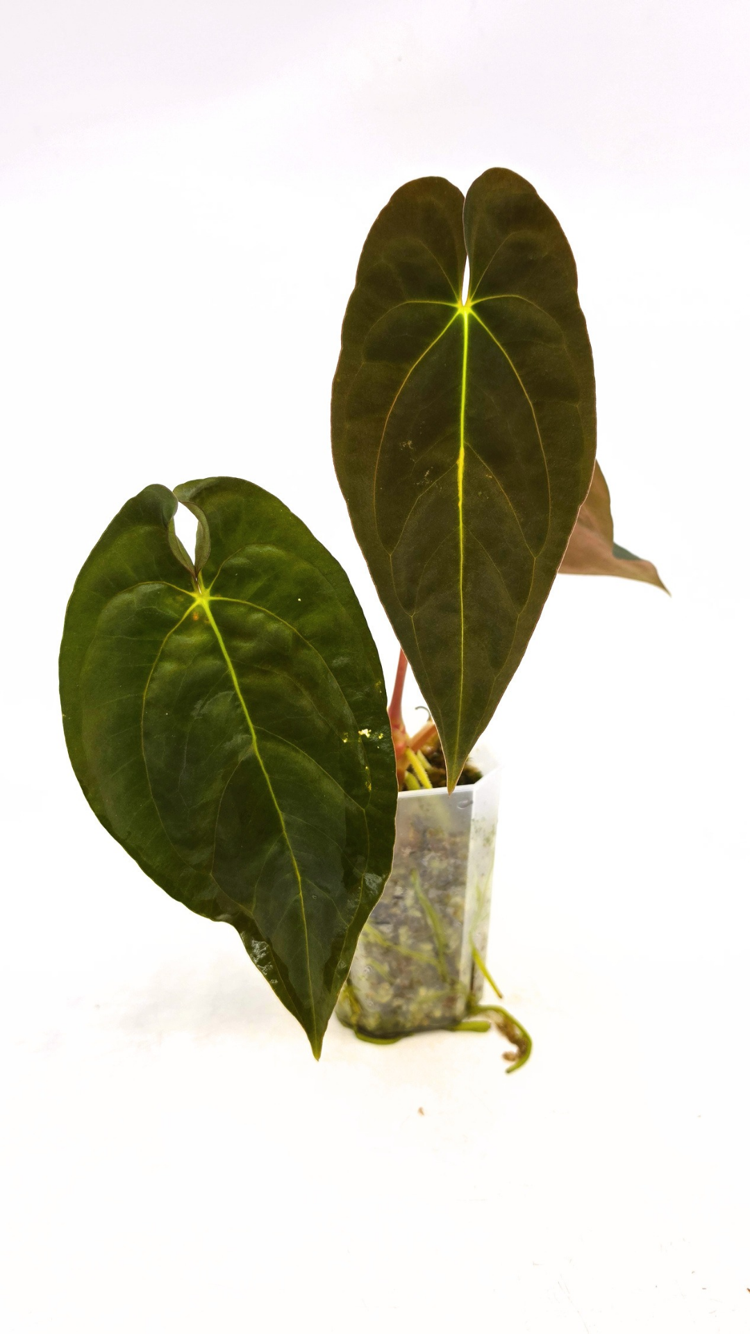 Rare indoor plant Anthurium Papillilaminum pure clone available from rare house plant shop The Leaf Gallery in Perth, Western Australia