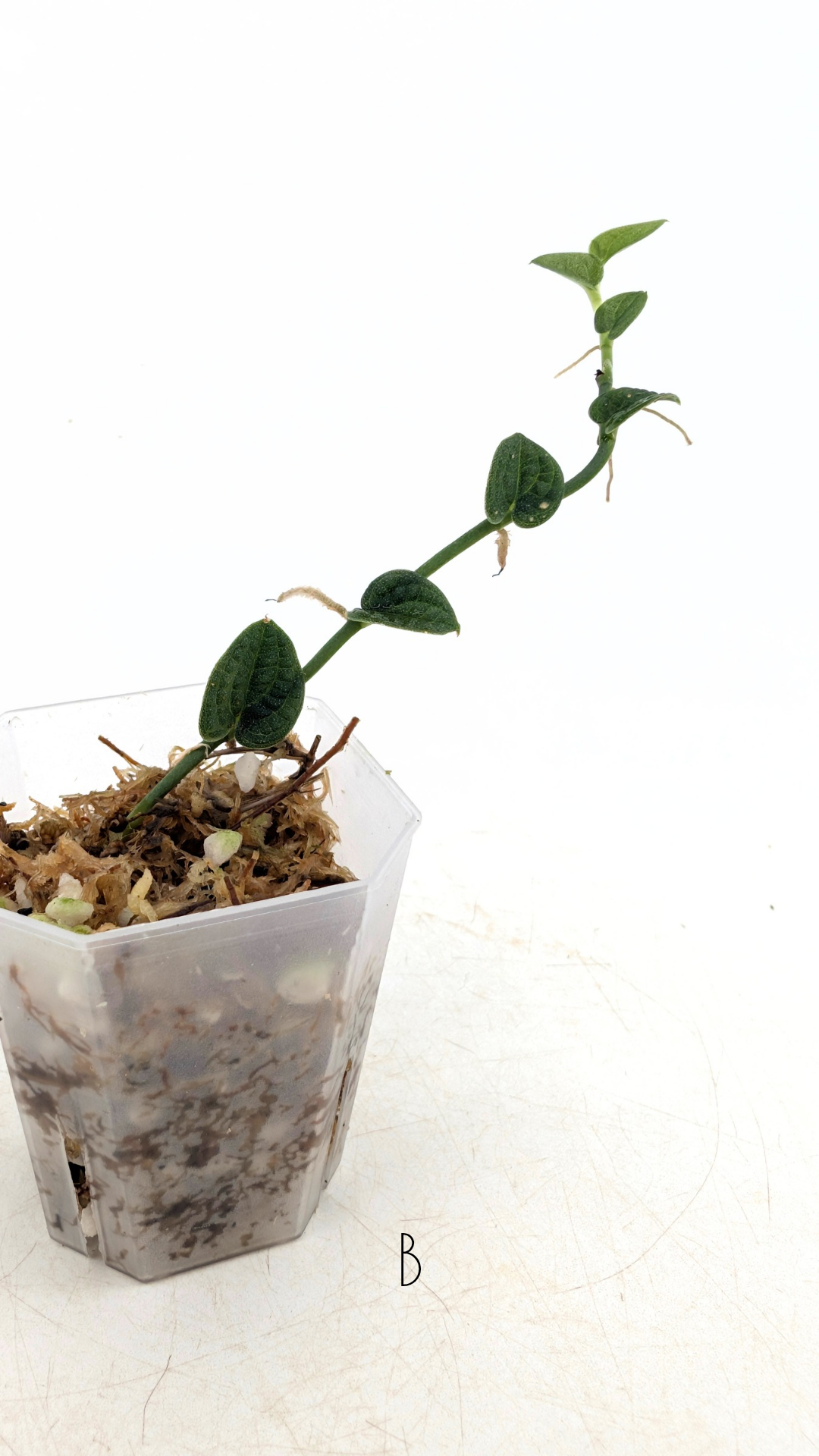 Rare Shingler plant Raphidophora Verstegii or Piper Clypeatum available at rare plant shop The Leaf Gallery in Perth, Western Australia