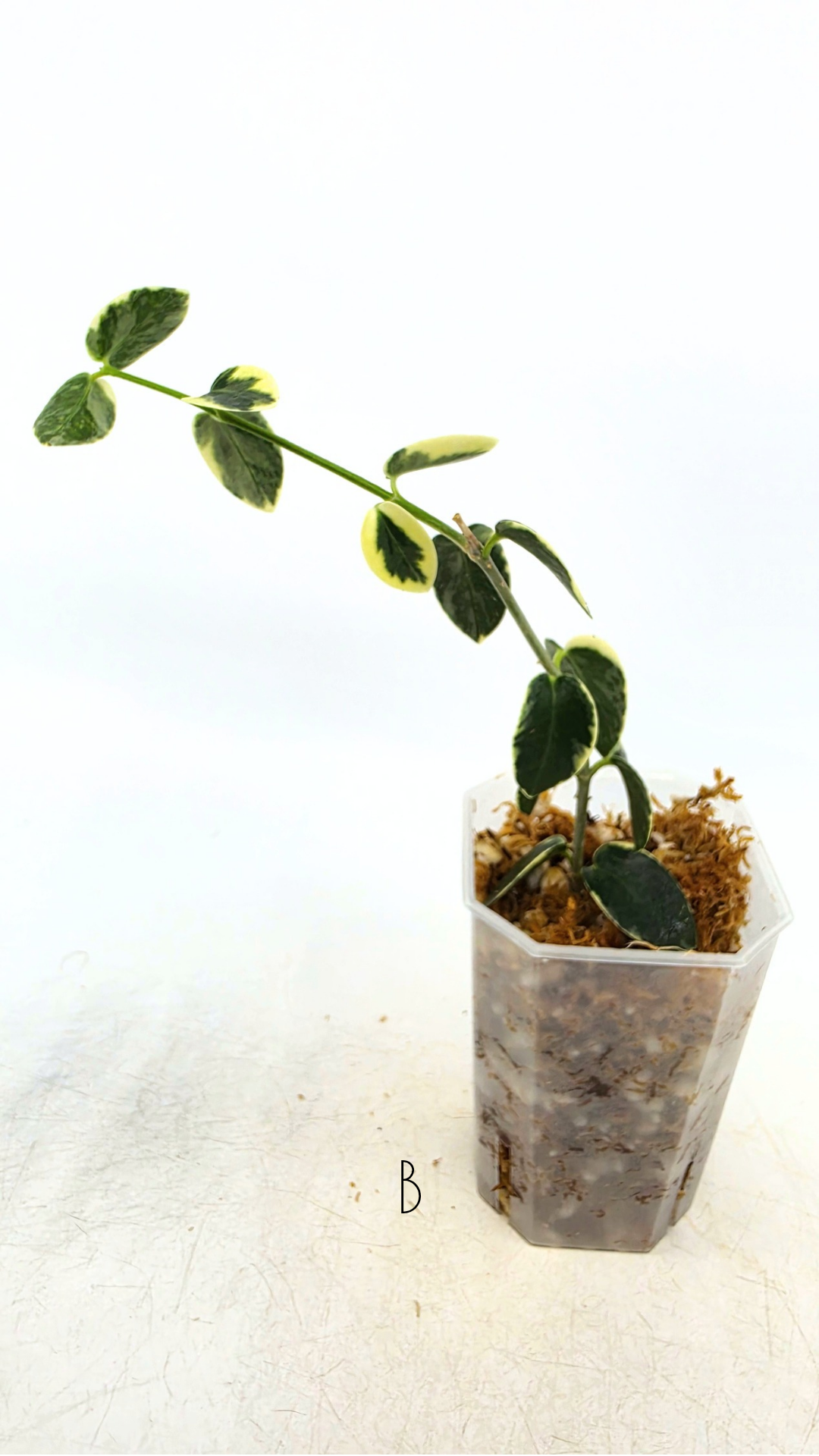 Rare waxplant Hoya Cumingiana Albo available for sale at rare indoor plant shop The Leaf Gallery in Perth, Western Australia