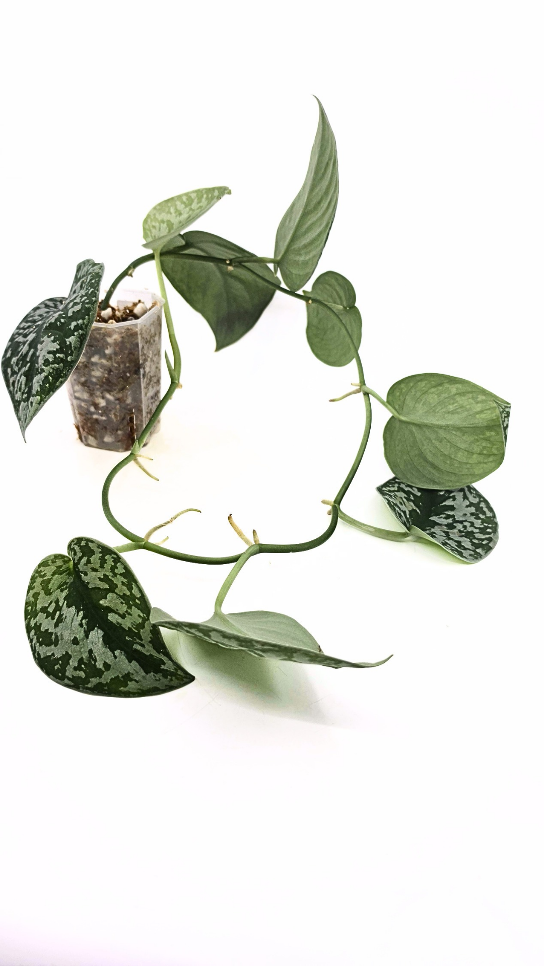 Uncommon indoor plant scindapsus Exotica available for sale at rare plant shop The Leaf Gallery in Perth, Western Australia.