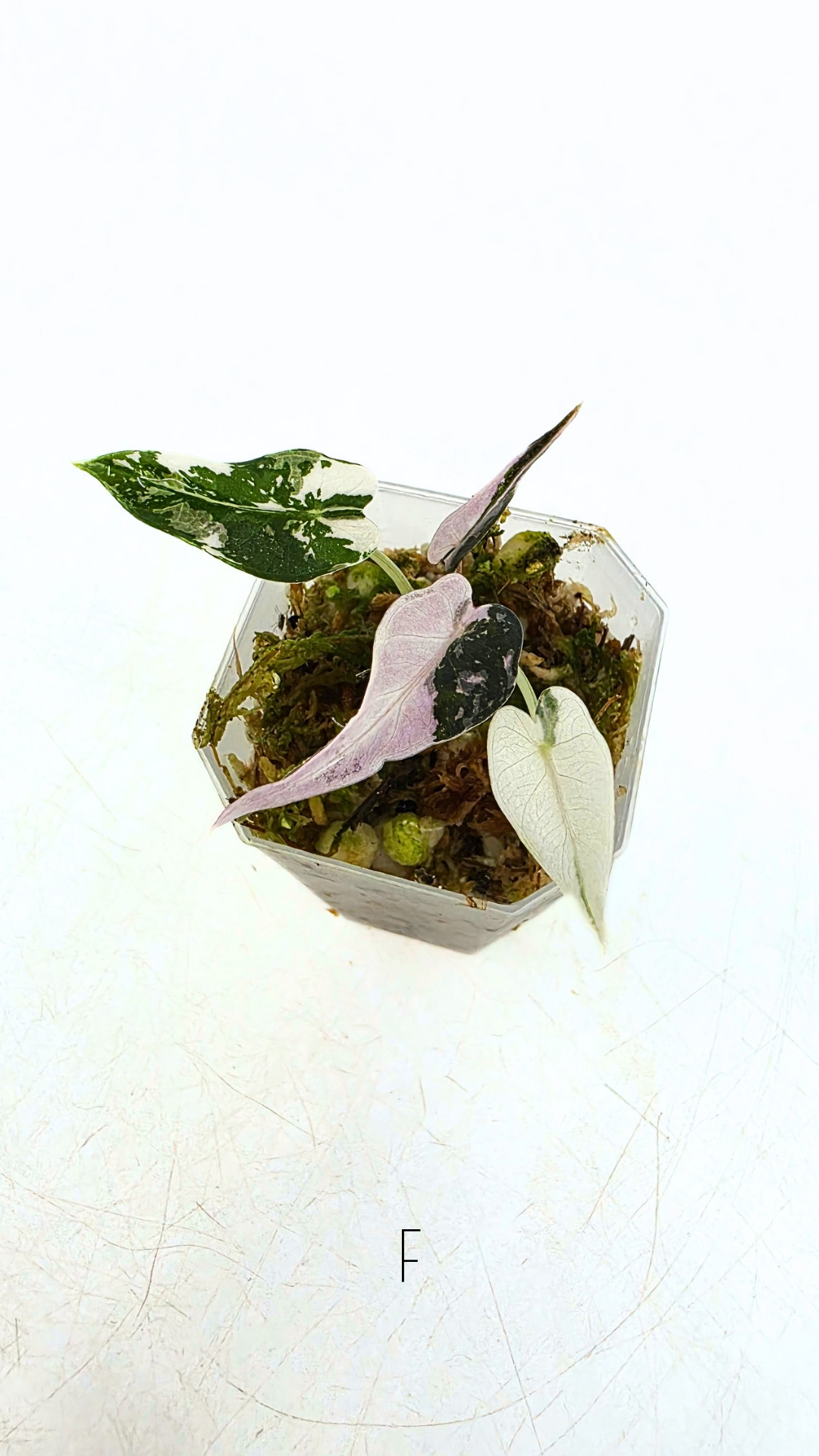 Rare indoor plant Alocasia Amazonica Bambino Pink TC plantlets available for sale at rare houseplant shop The Leaf Gallery in Perth, Western Australia