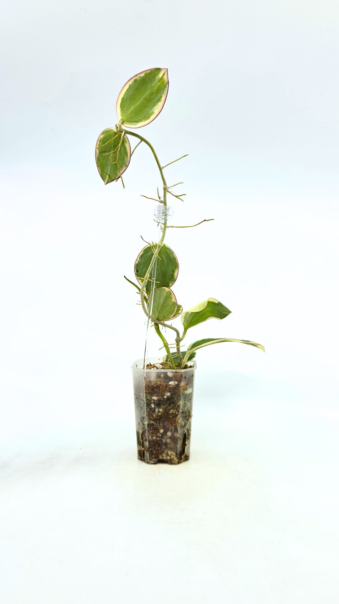 Rare waxplant Hoya sp Para Albomarginata available for sale at rare indoor plant shop The Leaf Gallery in Perth, Western Australia