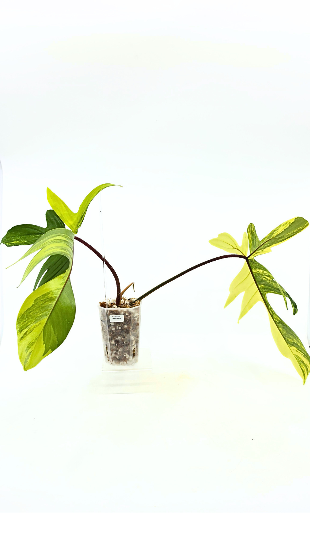 Rare indoor plant Philodendron Florida Beauty Varigated available at rare plant shop The Leaf Gallery in Perth, Western Australia